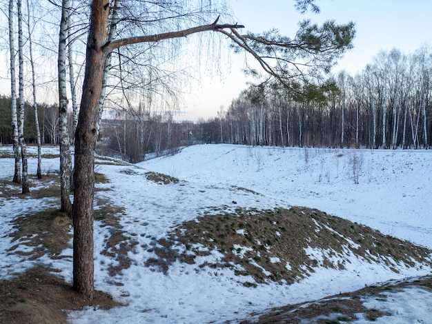 Forêt d'hiver Faible éclairage Une fine couche de neige Birch Grove