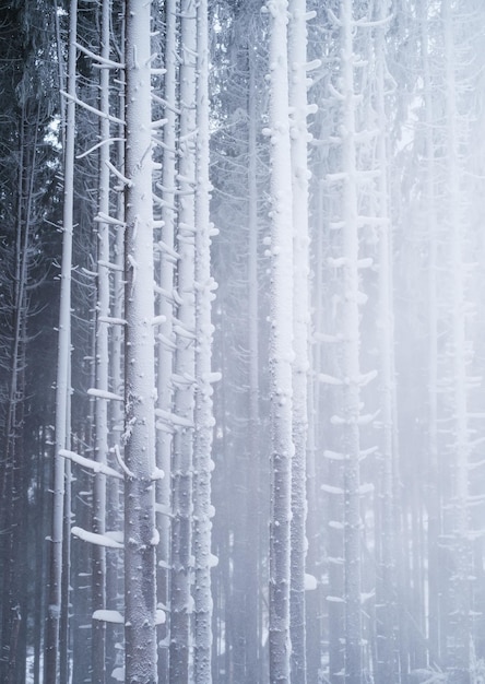 Forêt d'hiver Fond naturel Brouillard dans la forêt d'hiver La forêt sous la neige Tempête de neige Image pour wallpaperxA