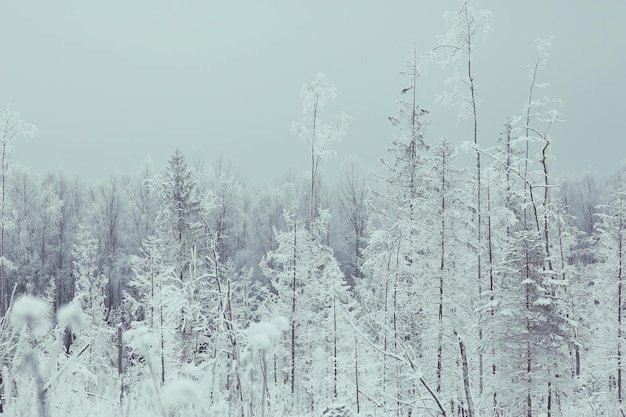 forêt d'hiver de fond recouverte de neige