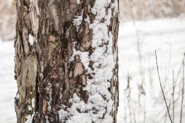 Forêt d&#39;hiver. Forêt de pins en hiver