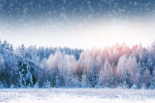 Forêt d'hiver gelée avec des arbres couverts de neige