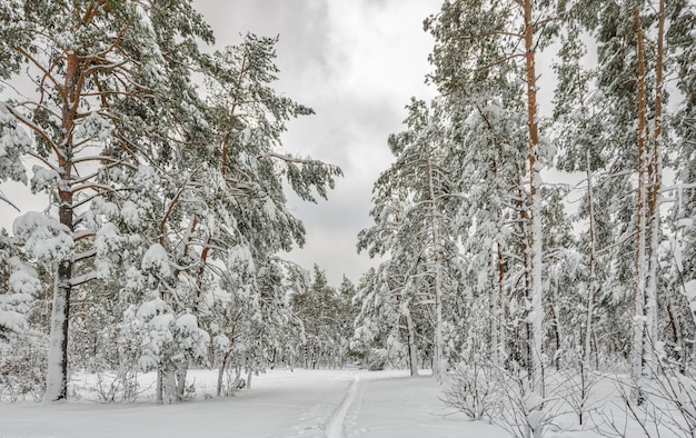 Forêt d'hiver. Hiver neigeux. Température froide,