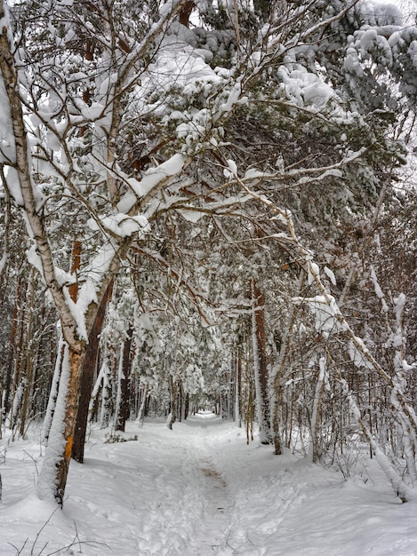 Forêt d'hiver. Hiver neigeux. Température froide,