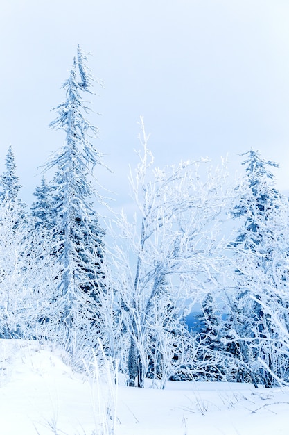 Forêt d&#39;hiver en montagne. Fond d&#39;hiver.