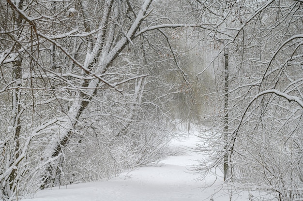 Forêt d'hiver avec de la neige sur les arbres