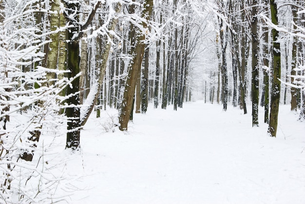 forêt d'hiver avec de la neige