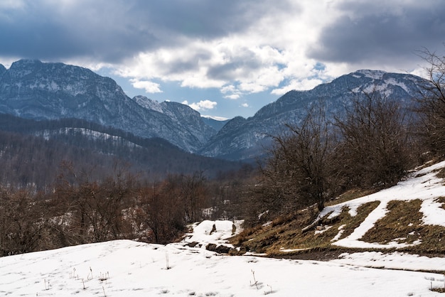 Photo forêt d'hiver nue sur les montagnes