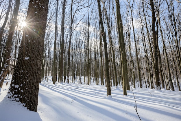 Une forêt d'hiver panoramique avec neige et soleil