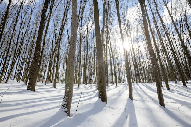 Une forêt d'hiver panoramique avec neige et soleil