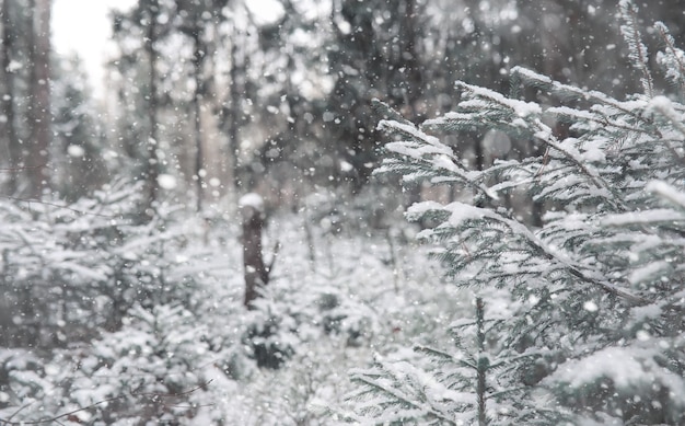 Forêt d'hiver. Paysage de forêt d'hiver par une journée ensoleillée. Arbres enneigés et arbres de la forêt. Branches sous la neige. Mauvais temps de neige froide journée.