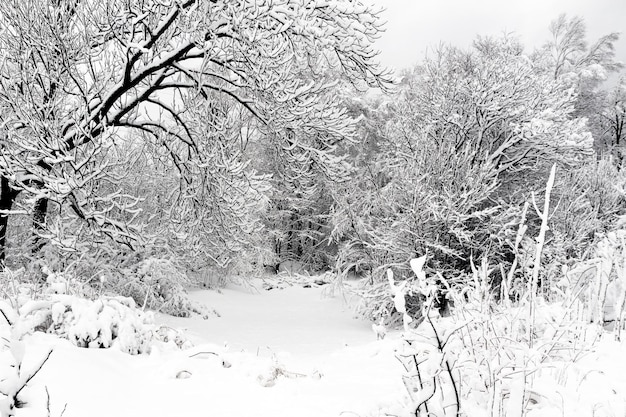 Forêt d'hiver de paysage de neige