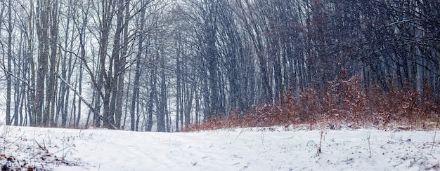 Forêt d'hiver pendant les chutes de neige. Arbres de la forêt d'hiver, panorama