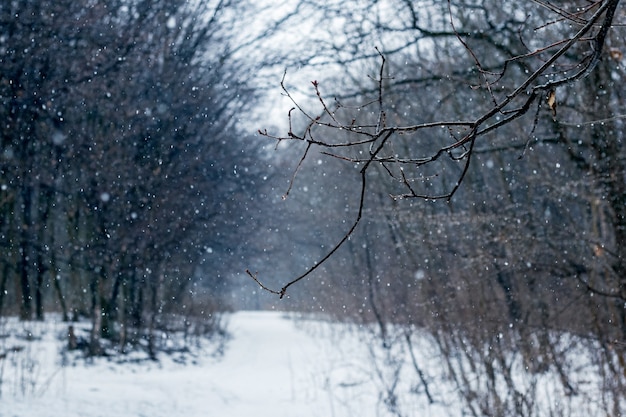 Forêt d'hiver pendant les chutes de neige. Arbres sombres dans la forêt par mauvais temps, neige dans la forêt