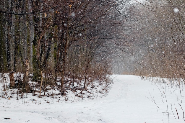 Forêt d'hiver pendant les chutes de neige, paysage d'hiver avec une route dans les bois