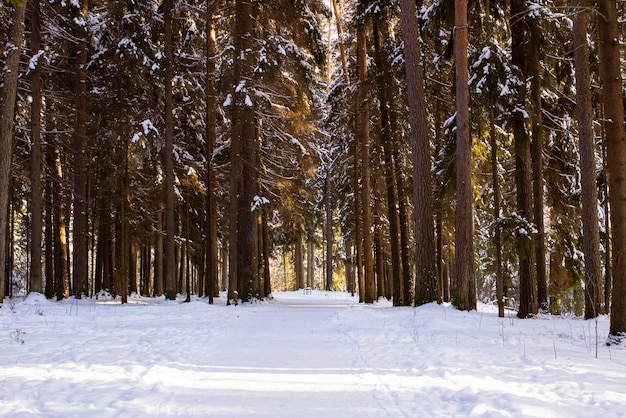 Forêt d'hiver avec pin dans les rayons du soleil