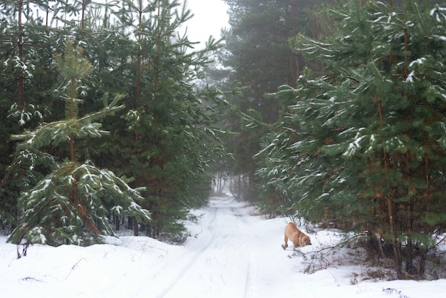 Forêt d'hiver, pin, promenade avec un chien