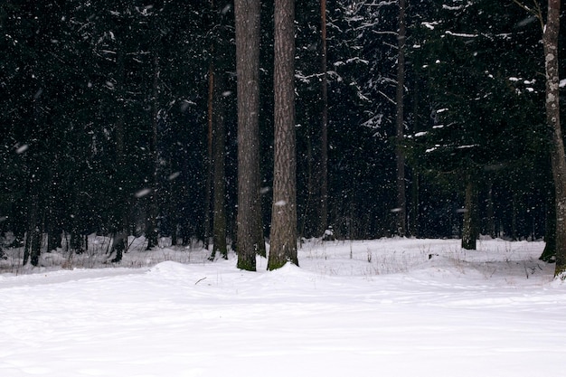 Forêt d'hiver avec pin en tempête