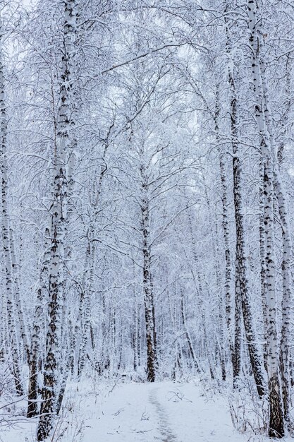 Forêt d'hiver pins et bouleaux enneigés