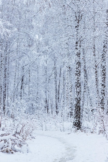 Forêt d'hiver pins et bouleaux enneigés