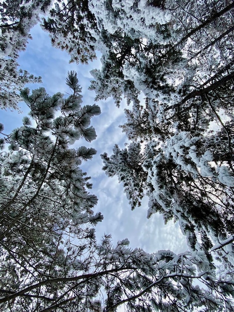 Forêt d'hiver pleine de neige, paysage d'hiver incroyable, endroit enneigé et parfait