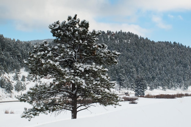 Forêt d'hiver près d'Evergreen, Colorado.