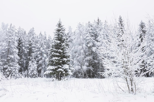 Forêt d'hiver. République de Carélie, Russie