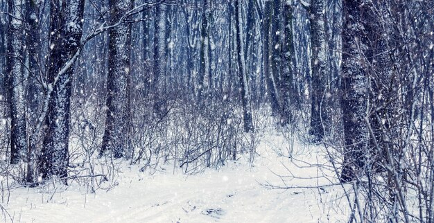 Forêt d'hiver avec une route enneigée lors d'une chute de neige