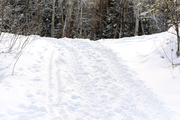 Forêt d'hiver avec route sur neige