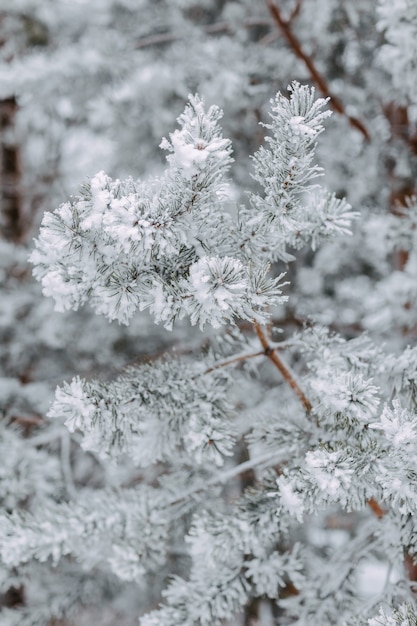 Forêt d'hiver avec des sapins enneigés. Branches de sapin avec de la neige.