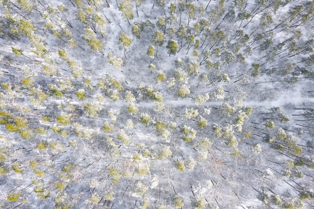 Forêt d'hiver avec sentier depuis la vue aérienne de dessus.