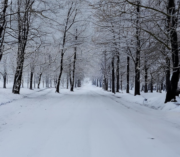 Photo forêt d'hiver et un sentier