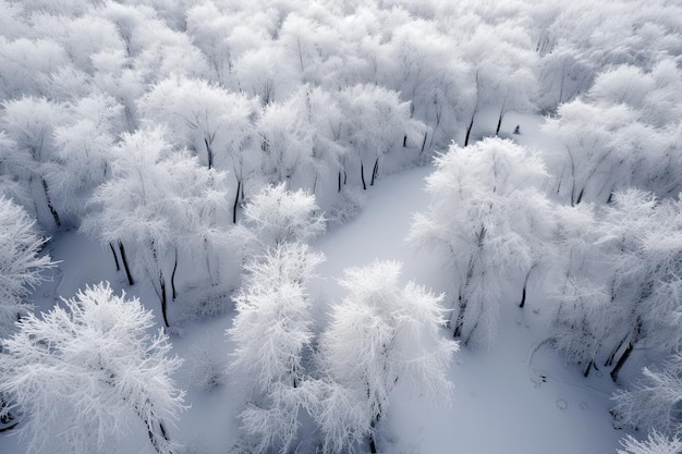 Forêt en hiver vue de haut