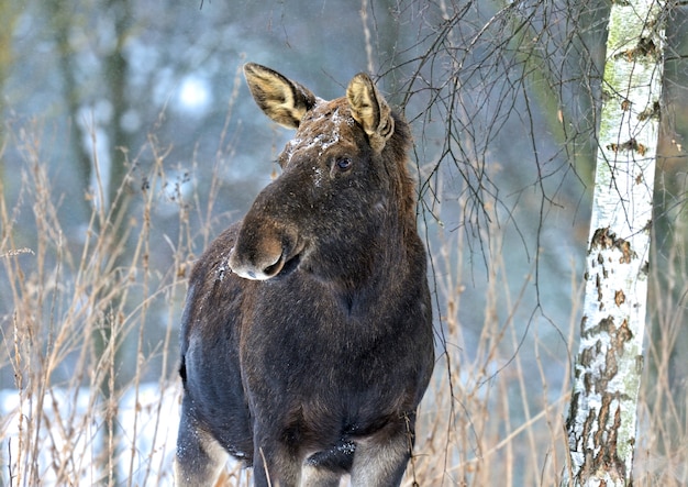 Forêt d'hiver de wapitis Portrait prudent