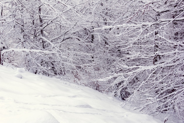 Forêt en hiver