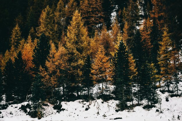 forêt en hiver