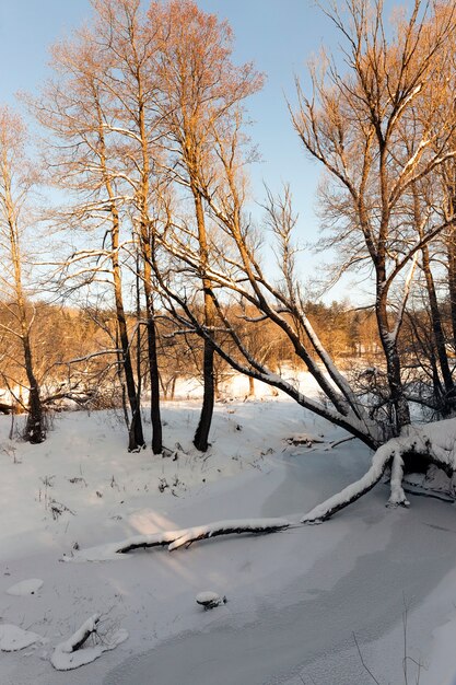 forêt d'hiver