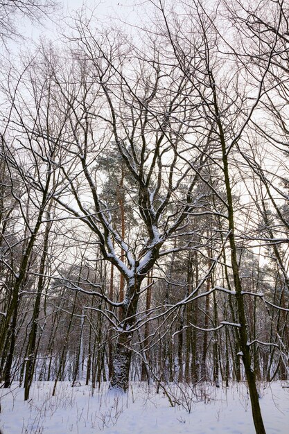 forêt en hiver