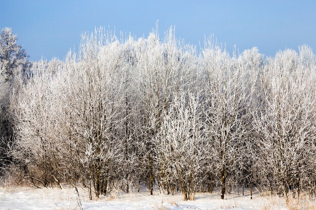 forêt d'hiver