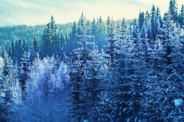 forêt d&#39;hiver