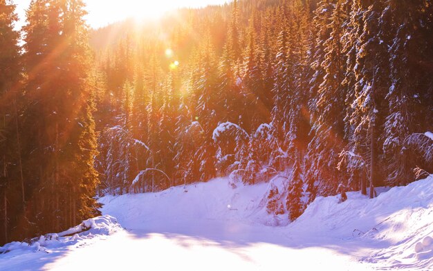 forêt d&#39;hiver