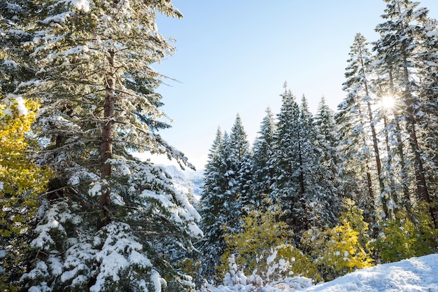 forêt d&#39;hiver