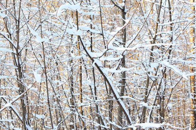 forêt d&#39;hiver