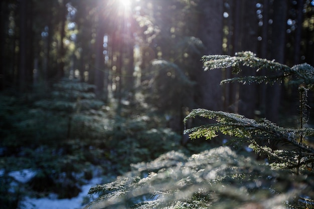 forêt d&#39;hiver