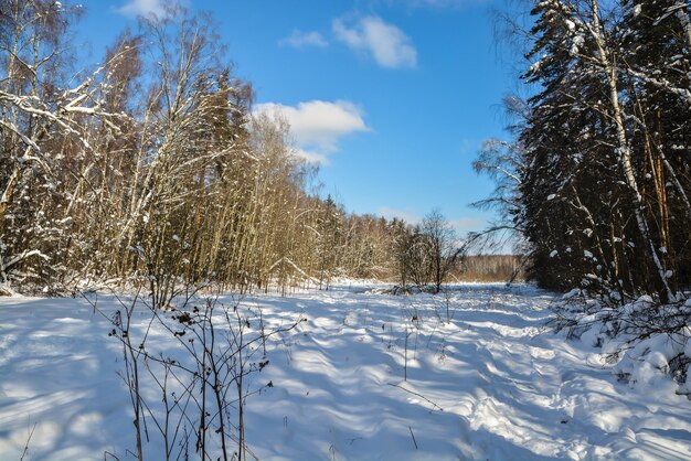 forêt d&#39;hiver