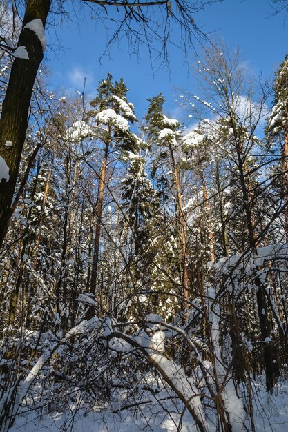 forêt d&#39;hiver