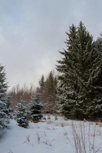 Forêt en hiver