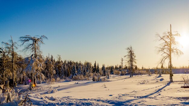 forêt d&#39;hiver