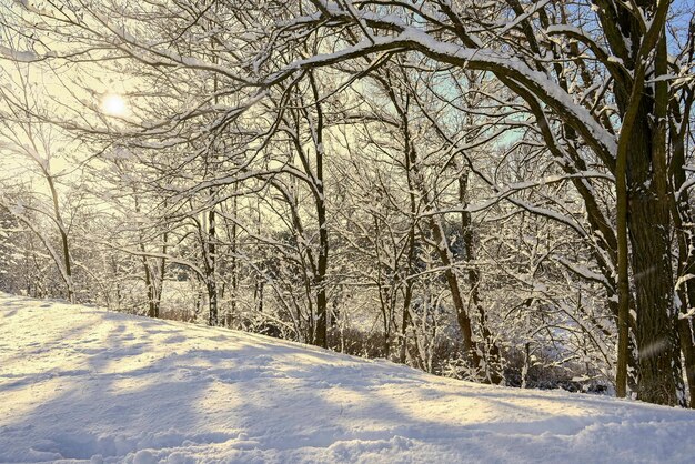 forêt d&#39;hiver