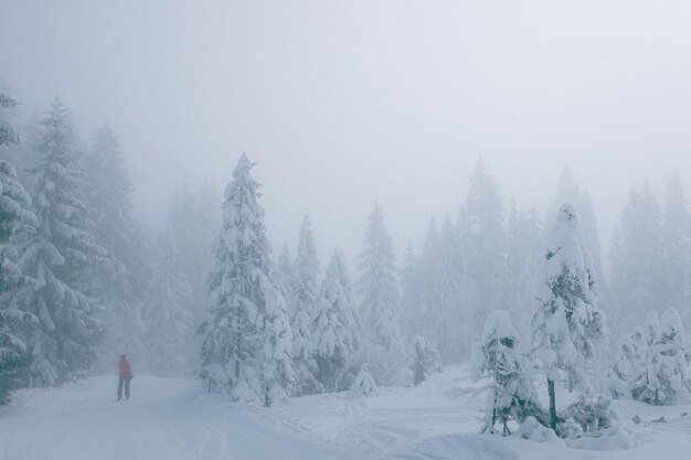 forêt d'hiver