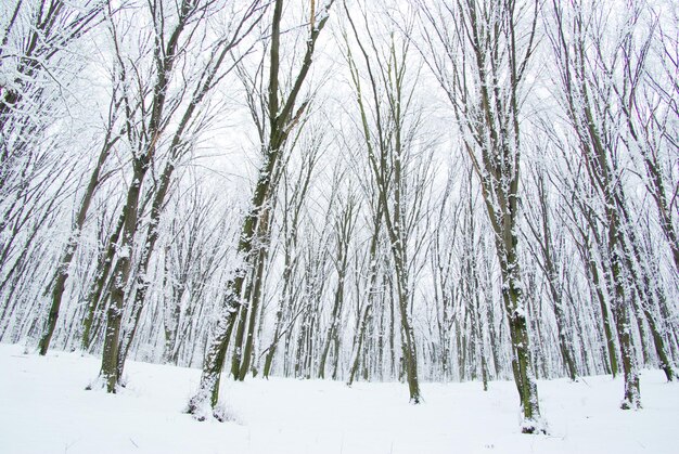 forêt d&#39;hiver